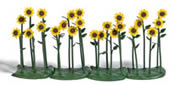 24 Sunflowers