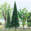 Spruce