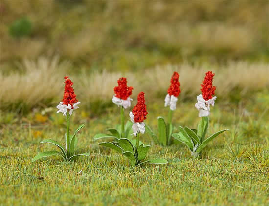 Faller 181267 - 32 Orchid primroses