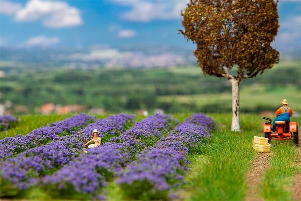 Faller 181279 - Lavender field