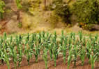 36 Maize plants