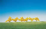 6 Forsythias, yellow flowers