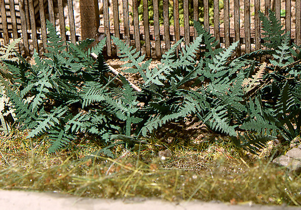 MBZ R80025 - Fern