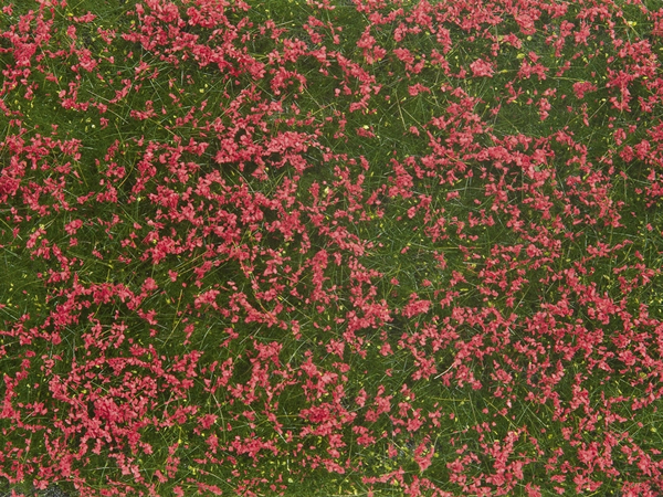 Noch 07257 - Groundcover Foliage, meadow red