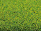 Grass Mat Spring Meadow, 100 x 75 cm