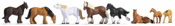 Draught Horses