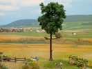 Pine Tree