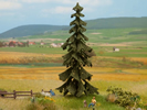 Spruce Tree