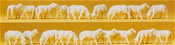 Sheep                 18/