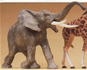 African elephant