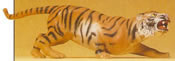 Tiger attacking